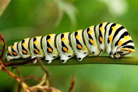 free caterpillar images